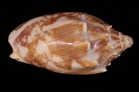 藏品(蝙蝠渦螺)的圖片